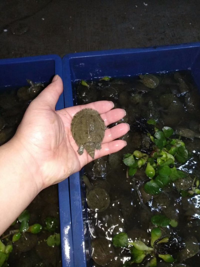鳖苗甲鱼苗水鱼苗中华鳖台湾鳖