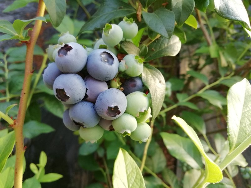 蓝莓