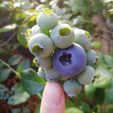 蓝莓