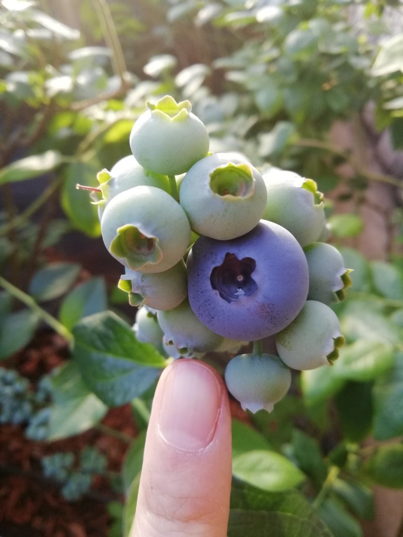 蓝莓