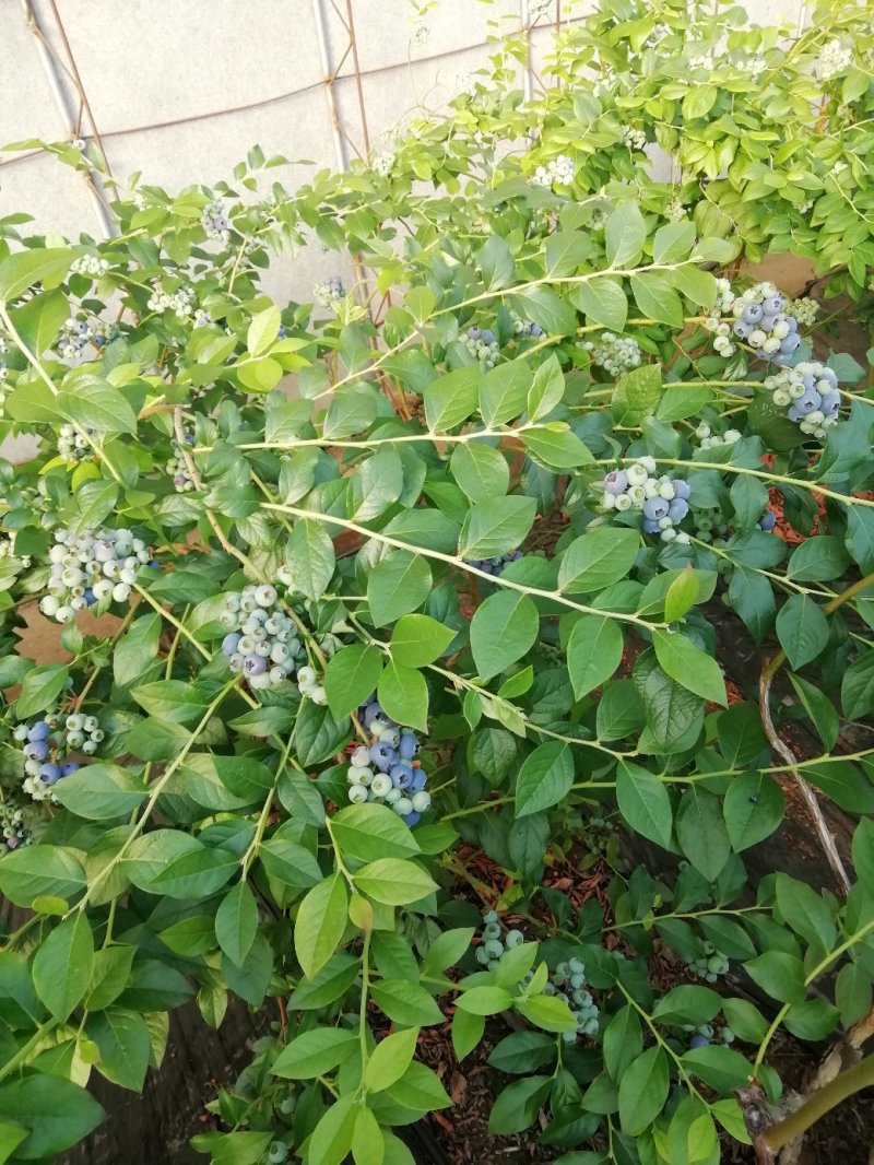 蓝莓