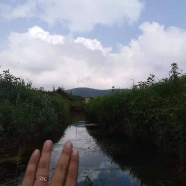 即墨海边土地出租