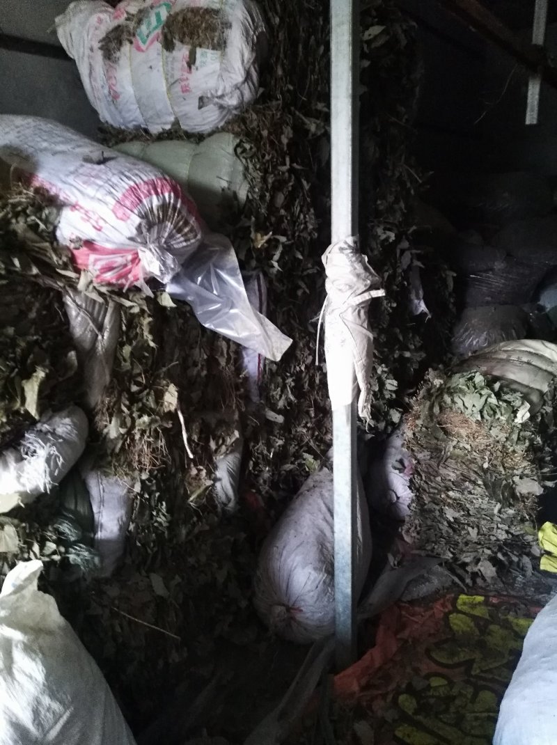 淫羊藿不带头统纯含量高