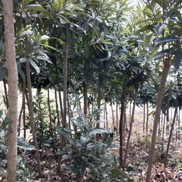 枇杷树苗