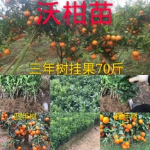 沃柑苗091沃柑苗无核沃柑苗【品种保证】