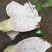 荔浦芋