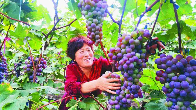 葡萄苗、包纯度、包成活率