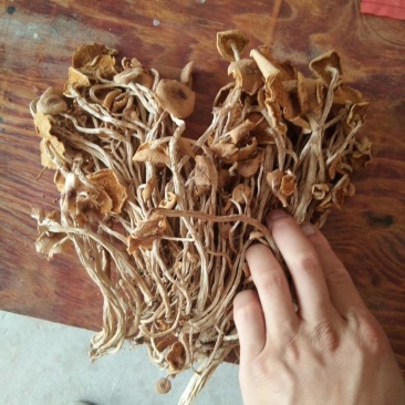 特级广昌开伞茶树菇仿野生包邮