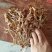 特级广昌开伞茶树菇仿野生包邮