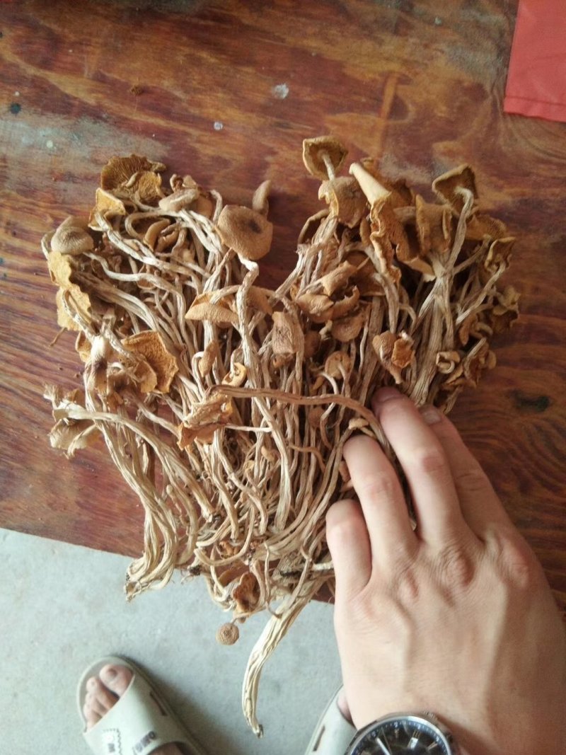 特级广昌开伞茶树菇仿野生包邮