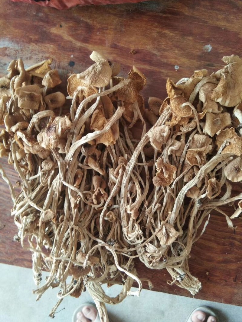 特级广昌开伞茶树菇仿野生包邮