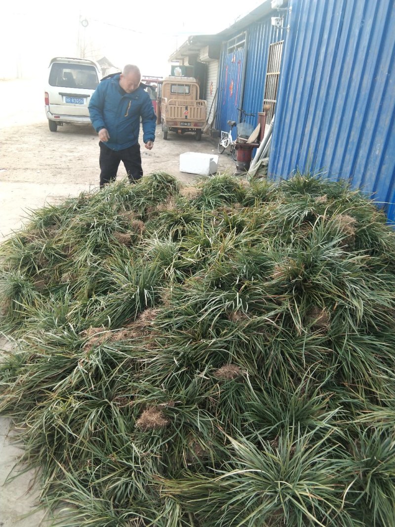 麦冬，麦冬苗大量上市