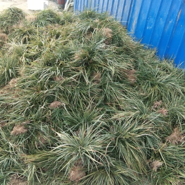 麦冬，麦冬苗大量上市