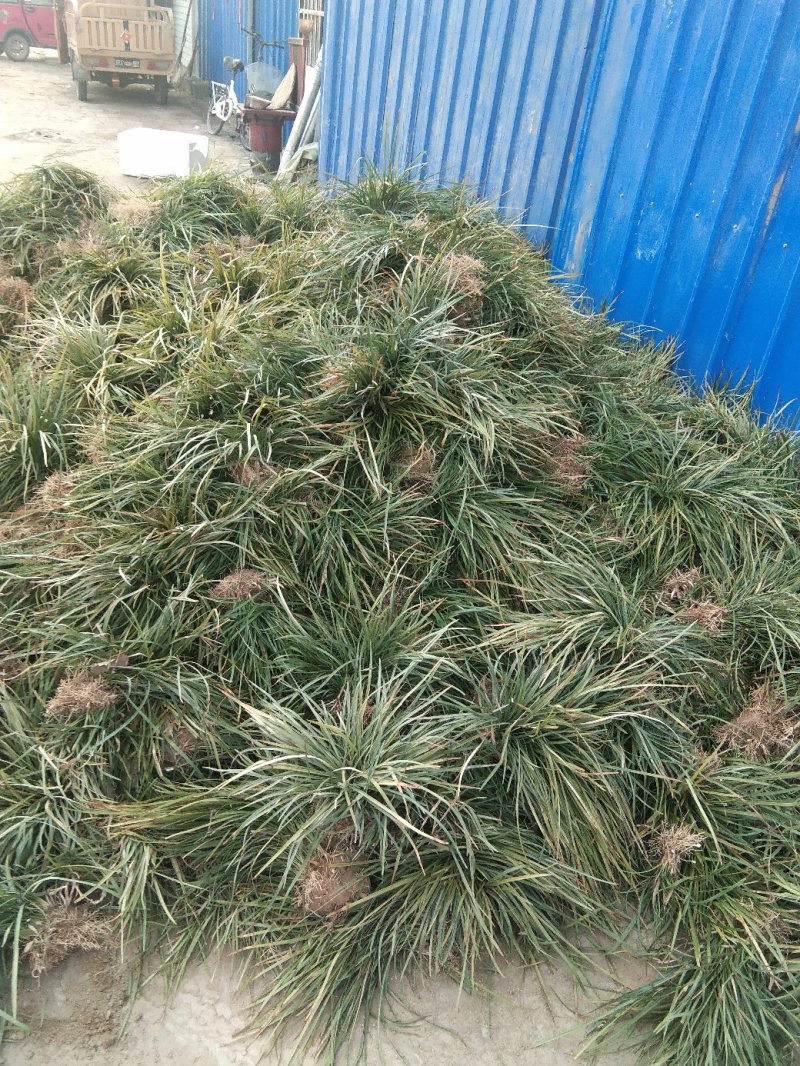 麦冬，麦冬苗大量上市