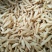 麦冬，麦冬苗大量上市