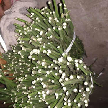 纽荷尔脐橙枝条大量出售！