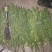 纽荷尔脐橙枝条大量出售！