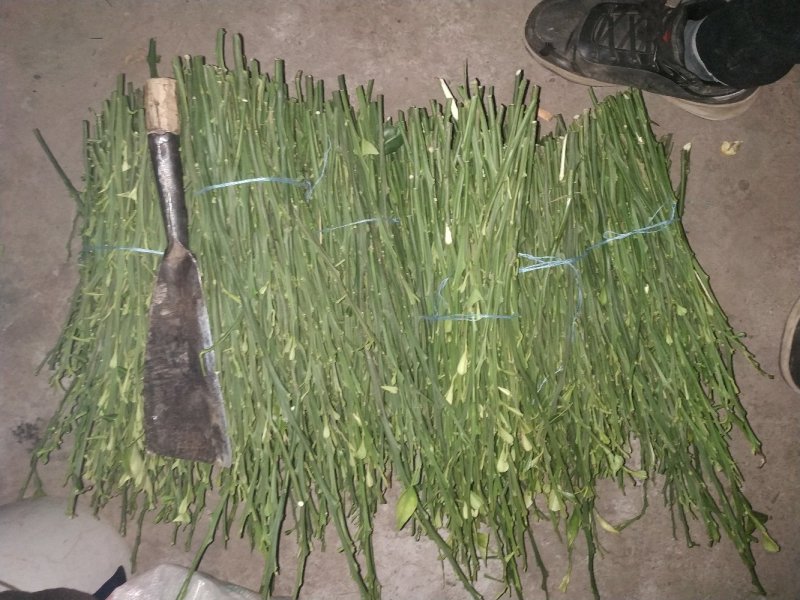 纽荷尔脐橙枝条大量出售！