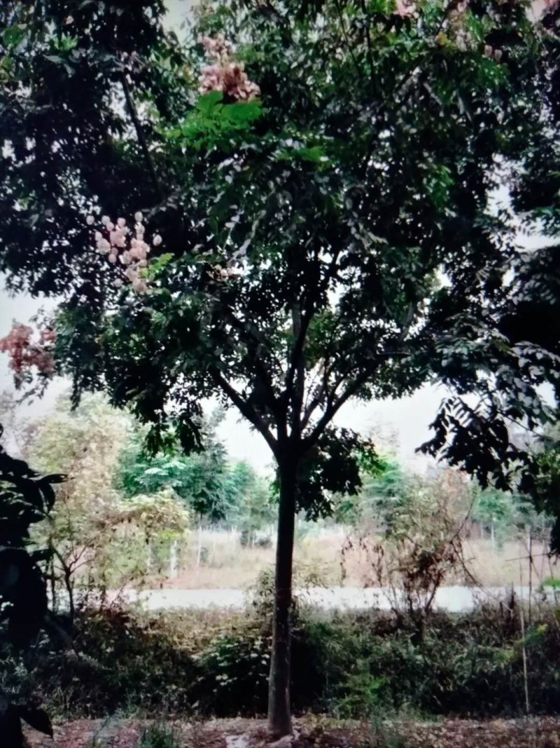 栾树