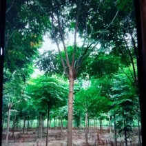 栾树