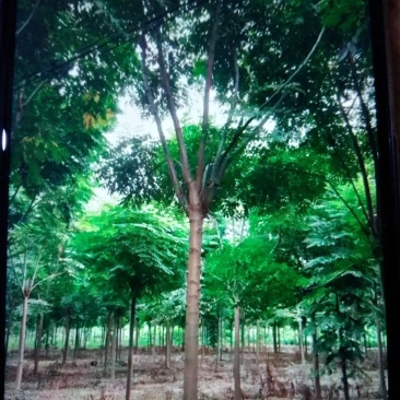 栾树