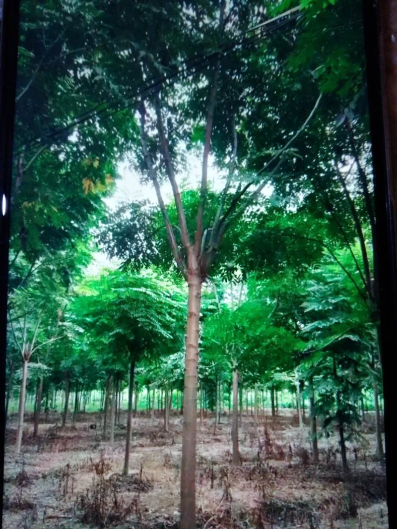 栾树
