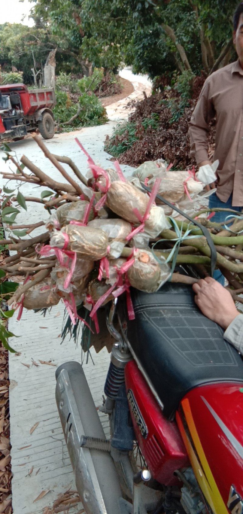 广东仙进奉荔枝苗高压苗阳台种植带泥发货包邮，大量供应