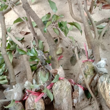 广东仙进奉荔枝苗高压苗阳台种植带泥发货包邮，大量供应