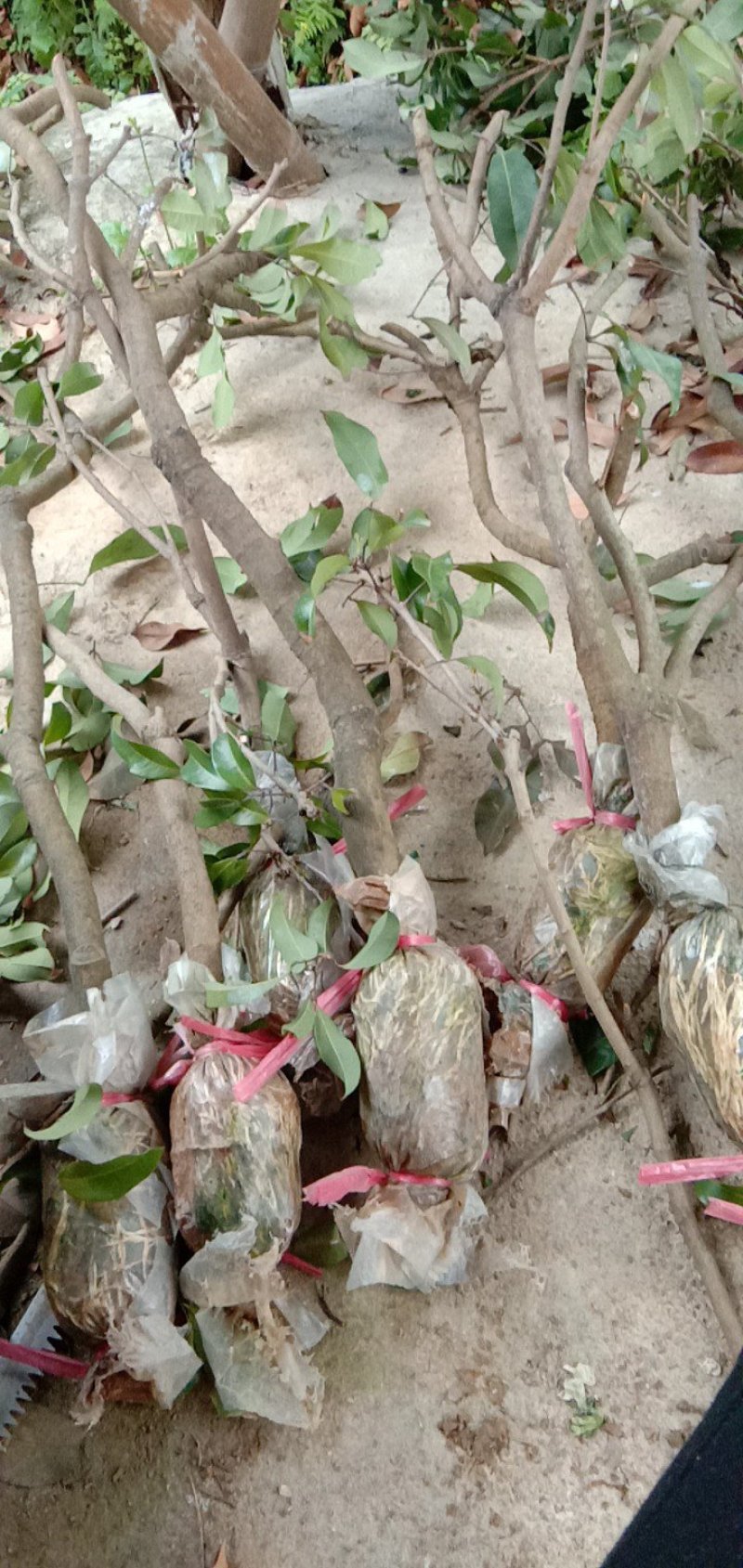 广东仙进奉荔枝苗高压苗阳台种植带泥发货包邮，大量供应