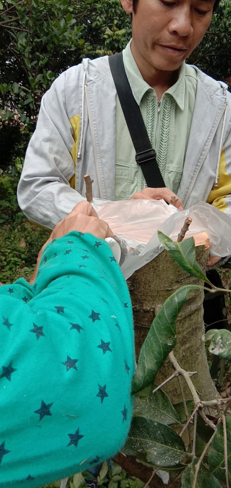 仙进奉荔枝嫁接穗条，产地直供货源充足，支持视频看货，欢迎
