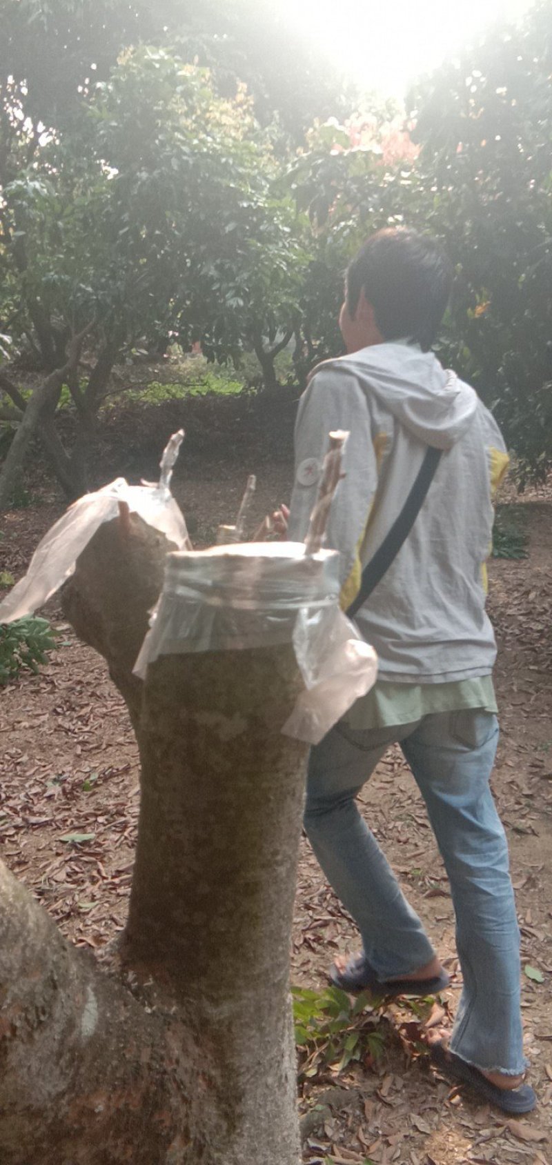 仙进奉荔枝嫁接穗条，产地直供货源充足，支持视频看货，欢迎