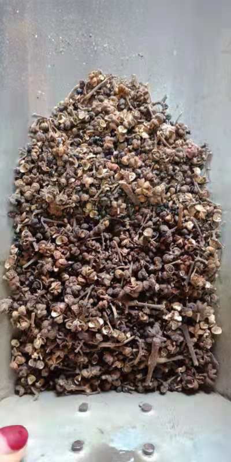 中药材吴茱萸-大花吴茱萸