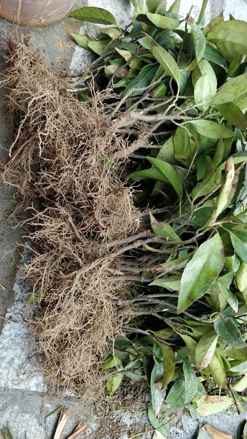 优质黑老虎布福娜苗一年苗大优惠价格实惠一手货源