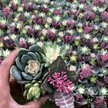 多肉植物福建漳州基地多肉组合批发