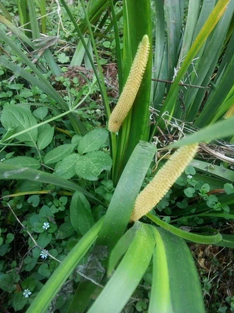 四川省广安市岳池县石菖蒲花