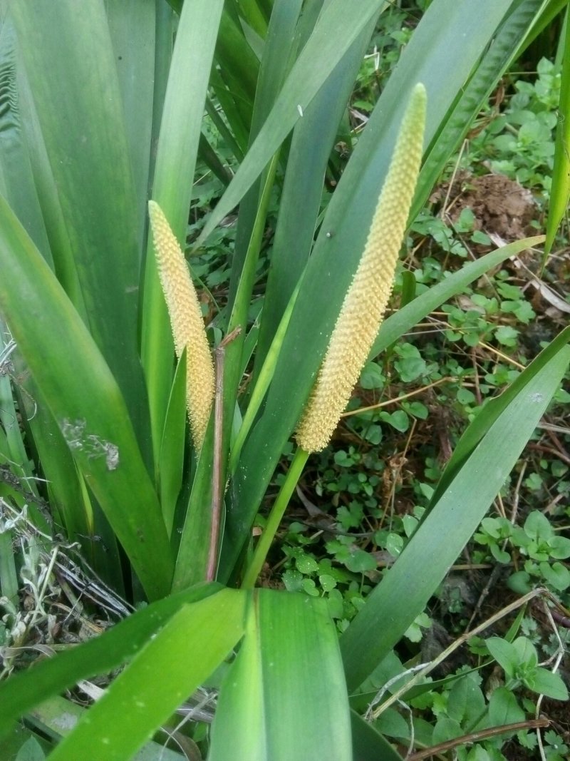 四川省广安市岳池县石菖蒲花