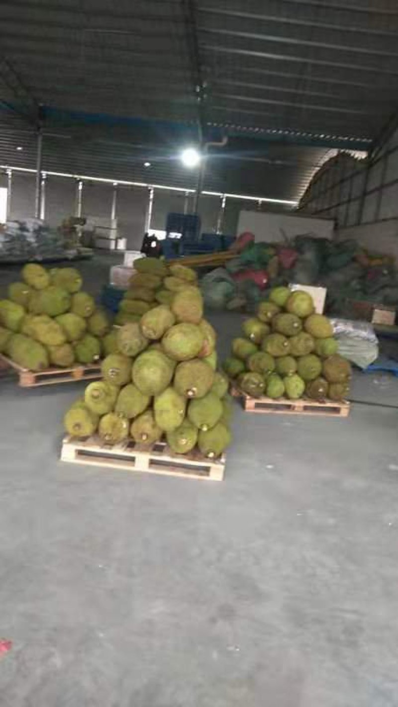 菠萝蜜通货长年有货老客户优先派送
