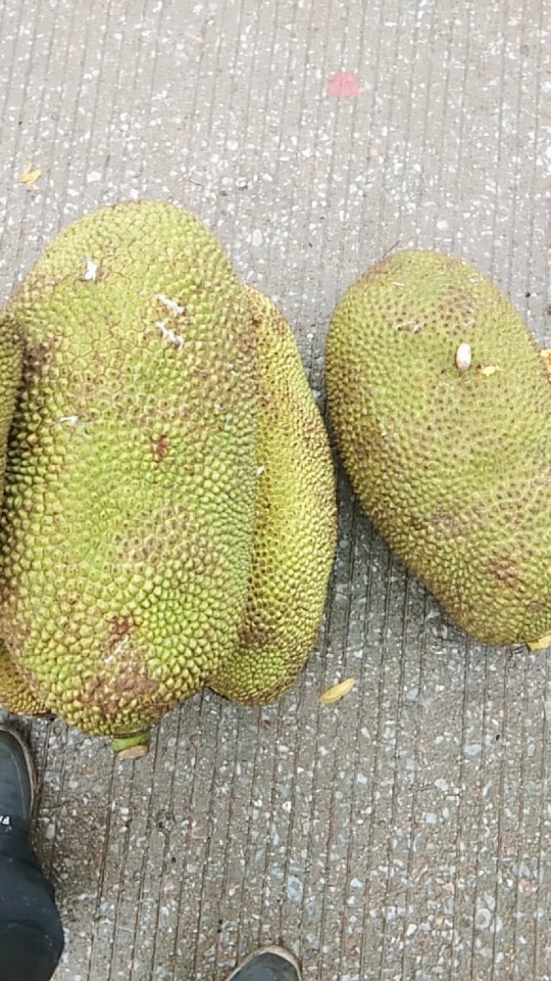菠萝蜜通货长年有货老客户优先派送