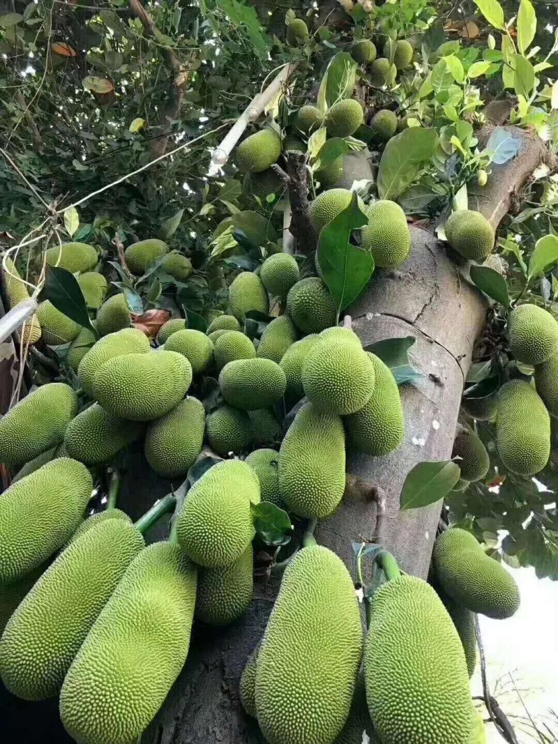 菠萝蜜通货长年有货老客户优先派送