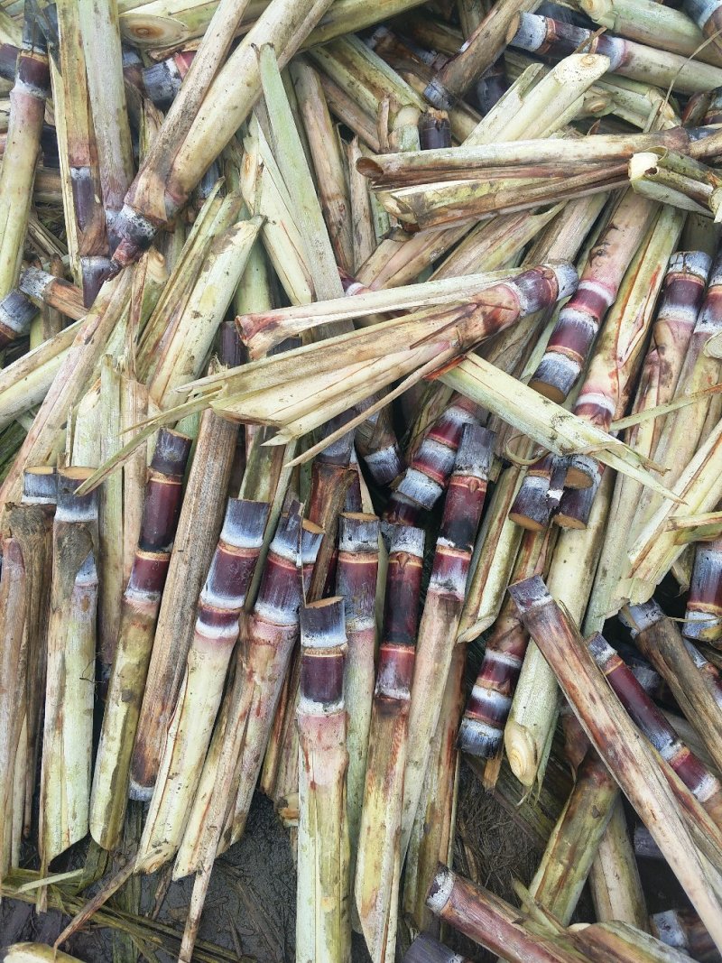 黑皮甘蔗种子每颗四牙以上包种植技术