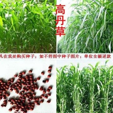 苏丹草种子假一赔十可货到付款