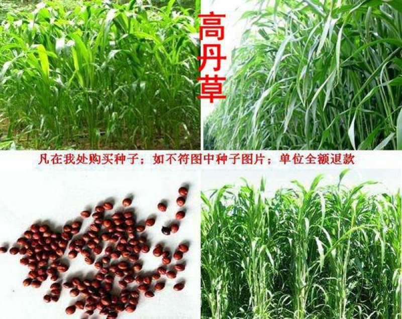 苏丹草种子假一赔十可货到付款