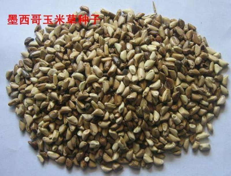 墨西哥玉米种子种子质量有保障