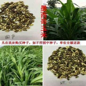 墨西哥玉米种子种子质量有保障
