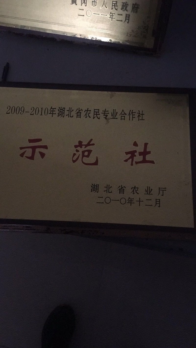 【鱼苗】翘嘴白，眼睛大，嘴巴翘，身体薄！