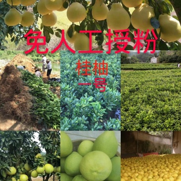 沙田柚苗桂柚1号苗两年苗【无需人工授粉】【两年后可挂果】