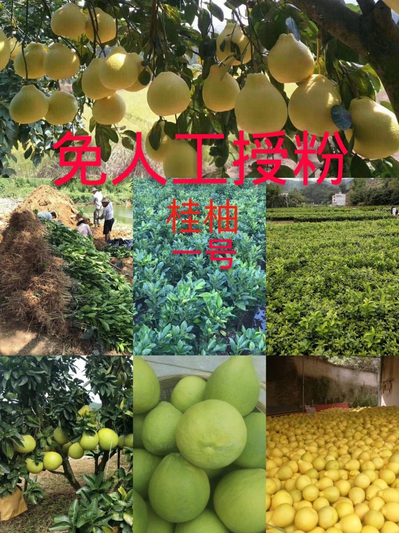 沙田柚苗桂柚1号苗两年苗【无需人工授粉】【两年后可挂果】
