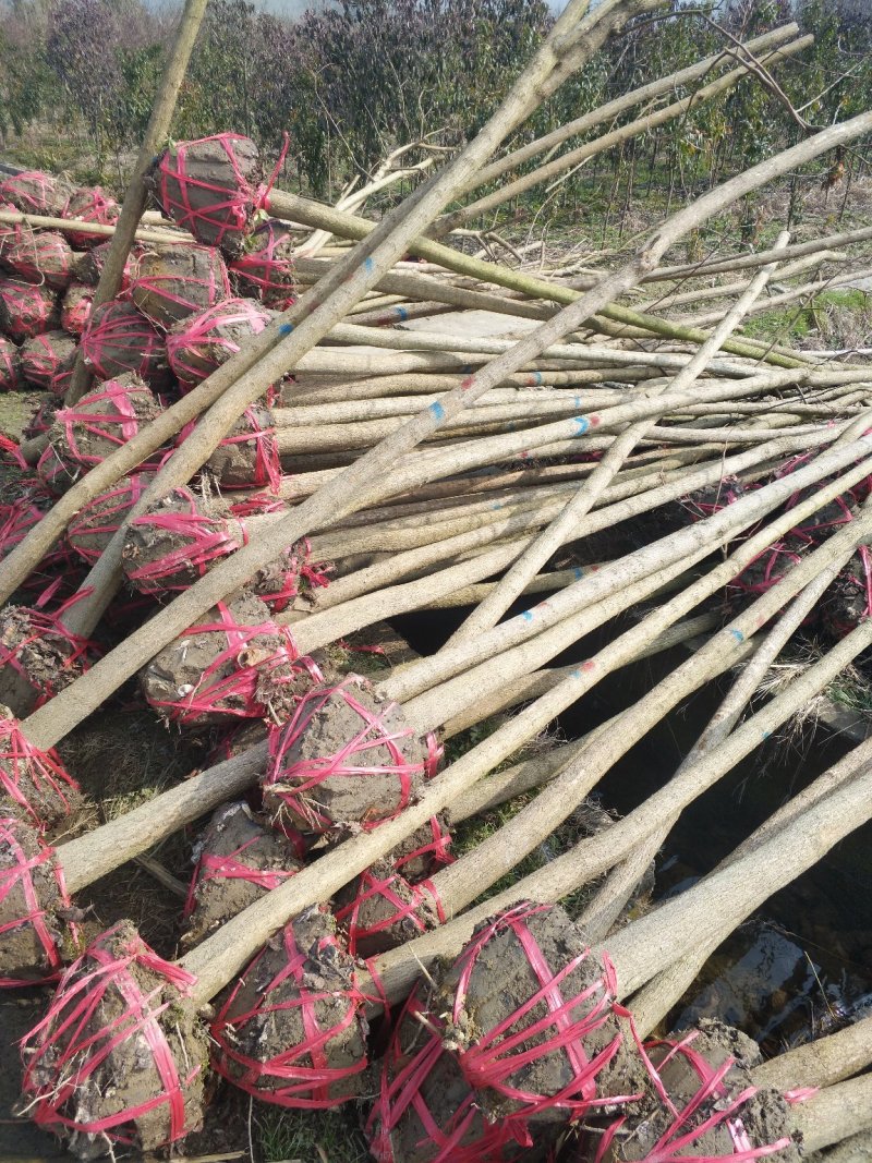 重阳木4-8公分重阳木小苗