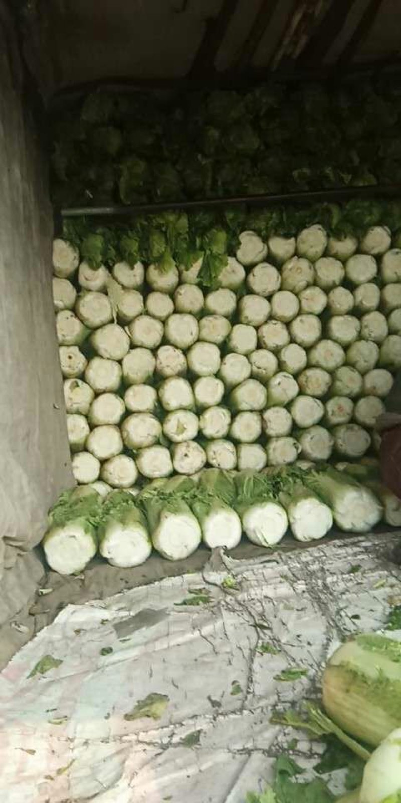 大白菜，货源充足，价钱上涨趋势，冬储三号。可以发往全国各