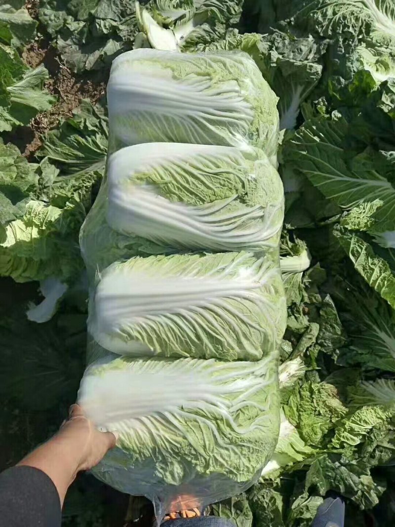 大白菜，货源充足，价钱上涨趋势，冬储三号。可以发往全国各